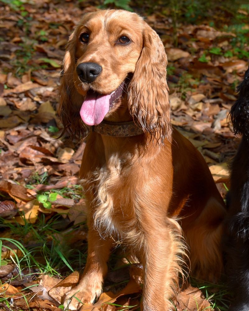 Cocker Spaniel