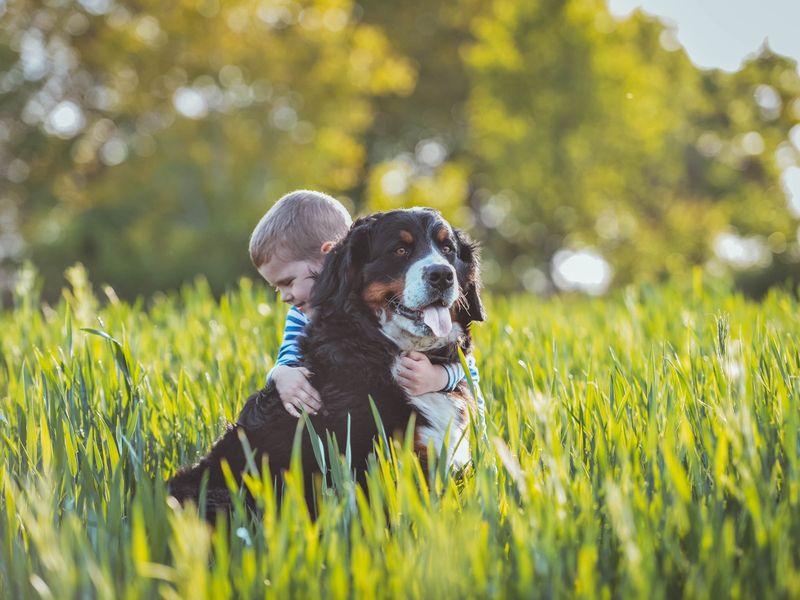 Bernese Mountain Dog