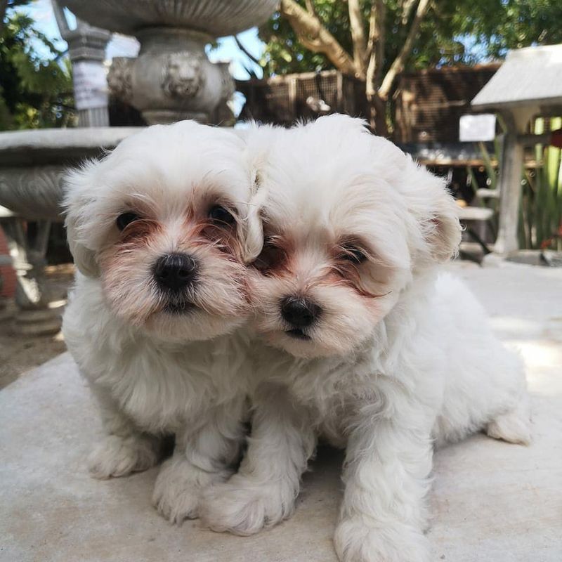 Maltese