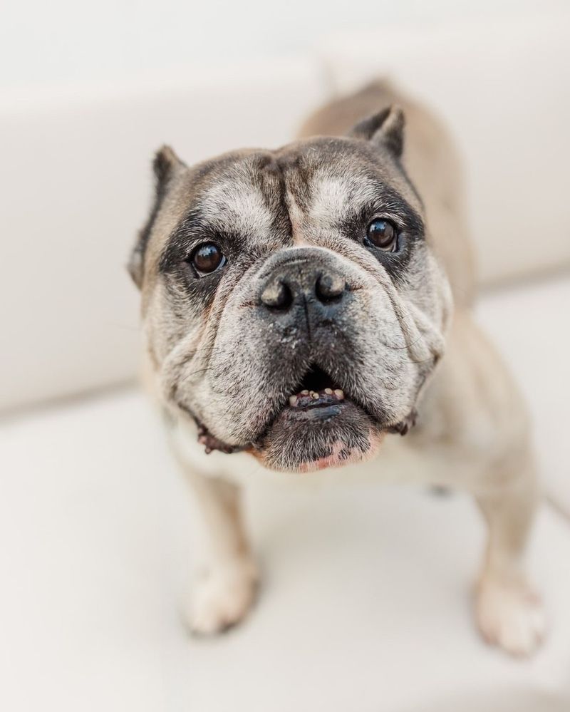 Bulldog
