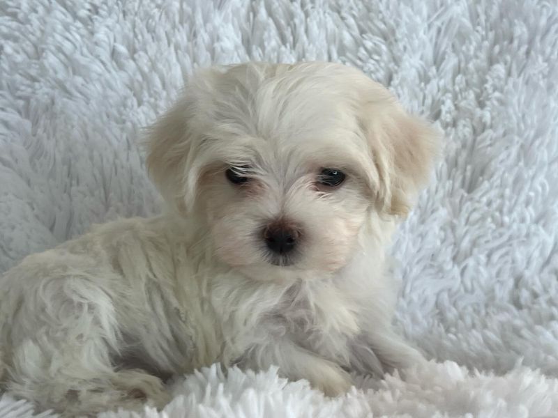 Maltese