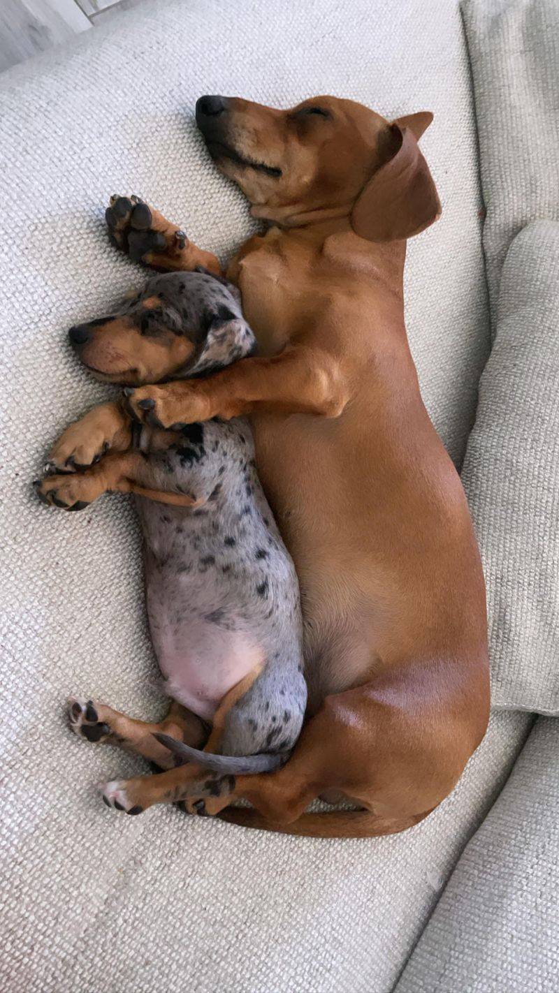 Dachshund