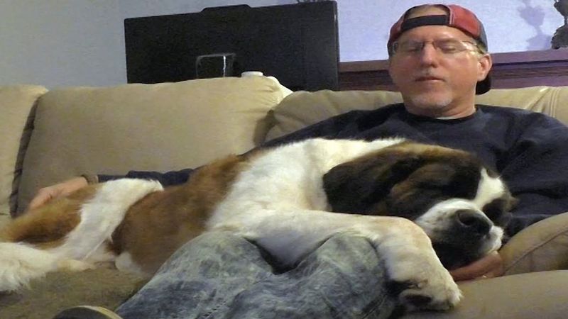 Saint Bernard