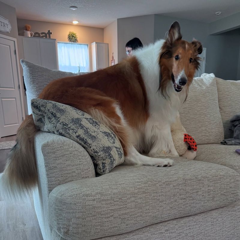 Collie