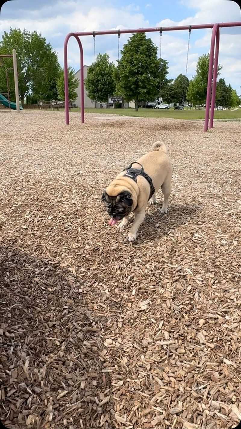 Pug