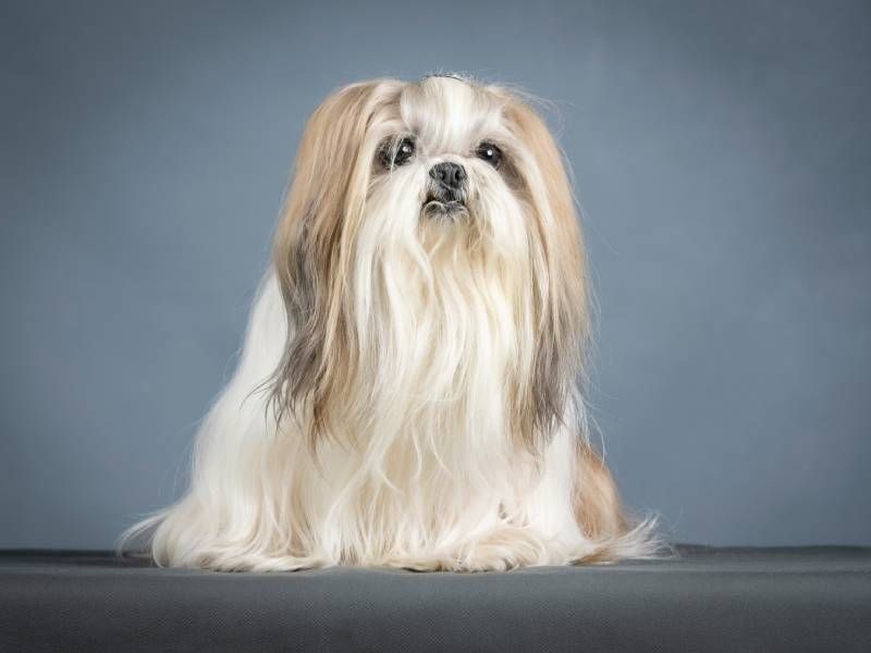 Lhasa Apso Shih Tzu Mix