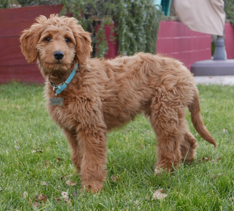 Shih Tzu Golden Retriever Mix