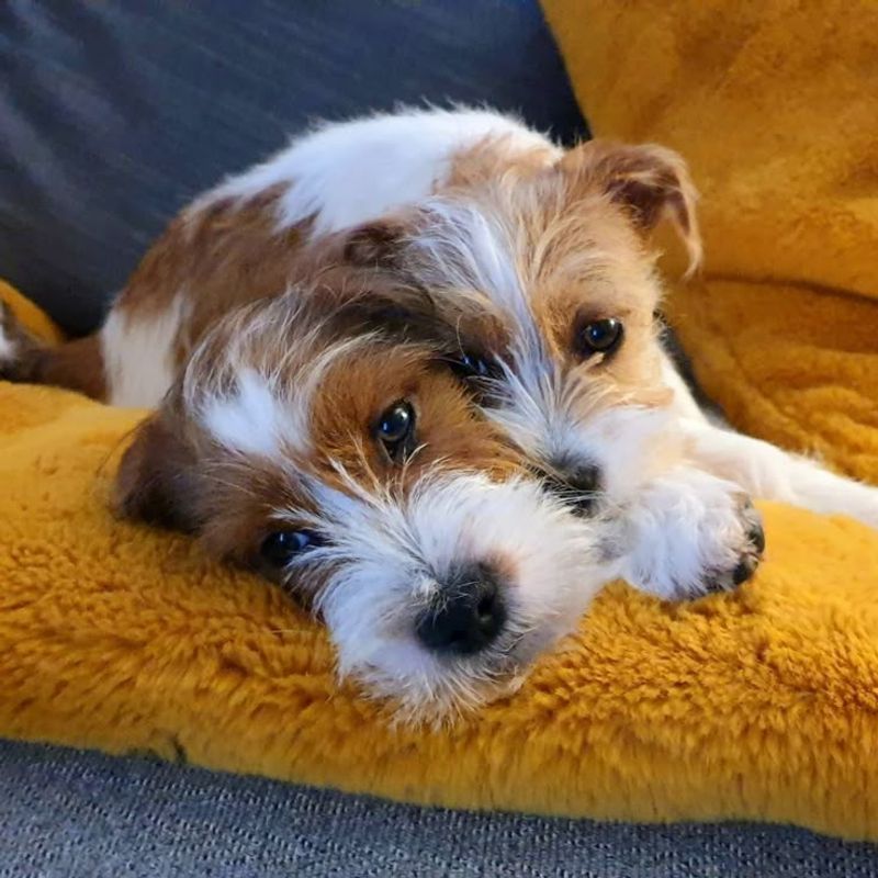 Shih Tzu Jack Russell Mix