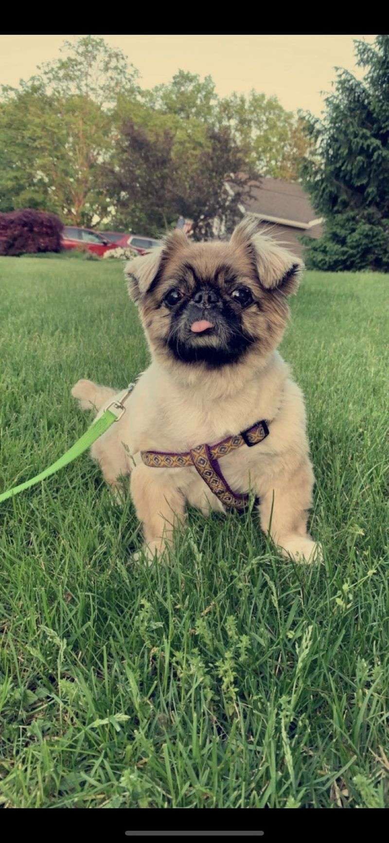 Shih Tzu Pekingese Mix