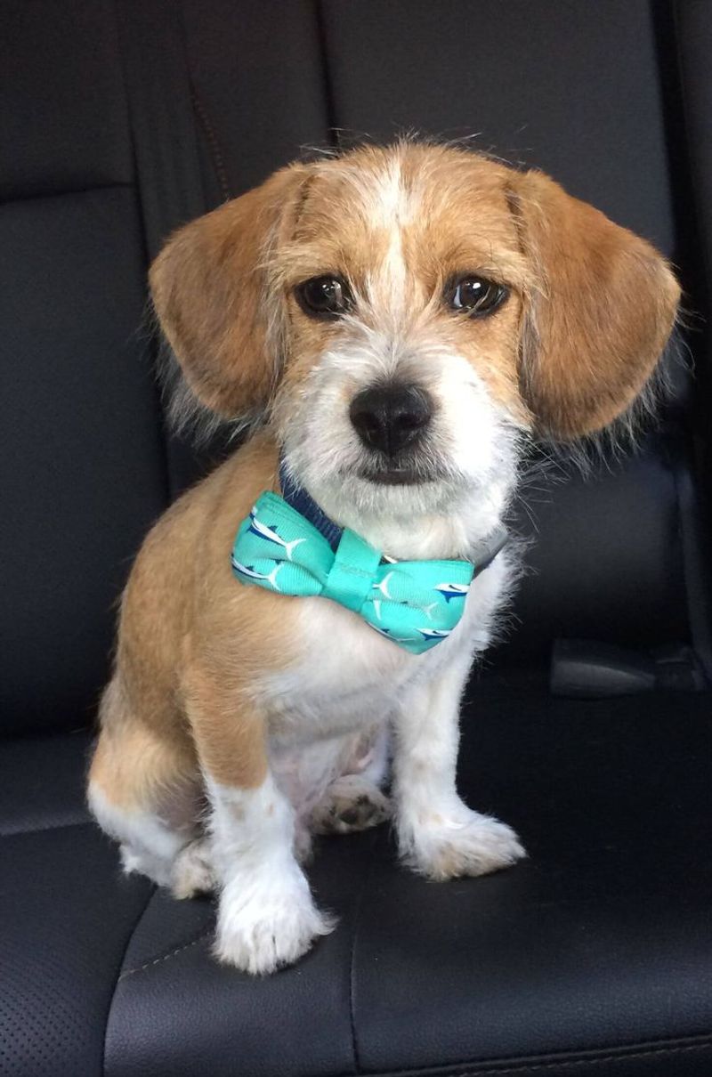 Shih Tzu Beagle Mix