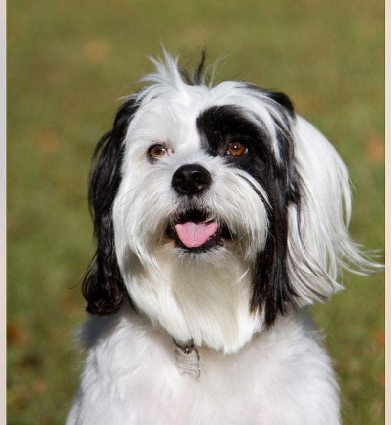 Shih Tzu Border Collie Mix