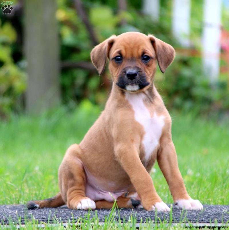 Shih Tzu Boxer Mix