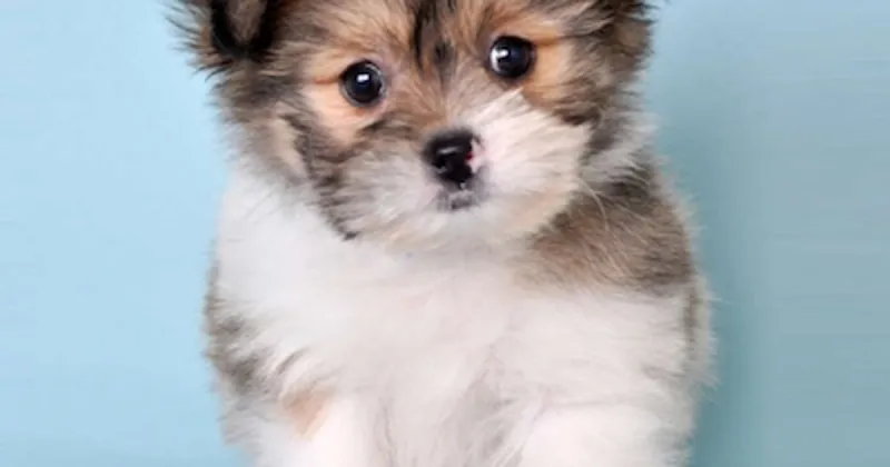 Shih Tzu Pomeranian Mix