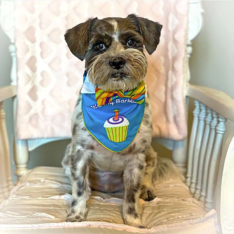 Shih Tzu Schnauzer Mix