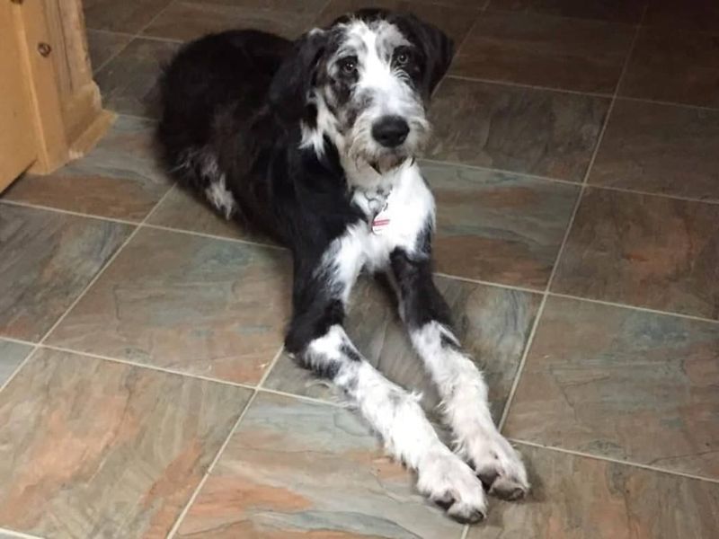 Shih Tzu Great Dane Mix