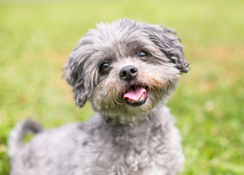 Shih Tzu Poodle Mix