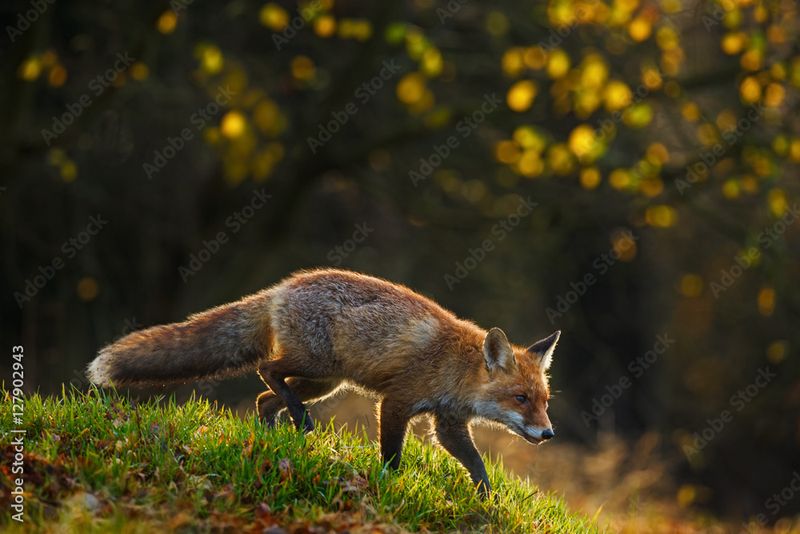 Red Fox