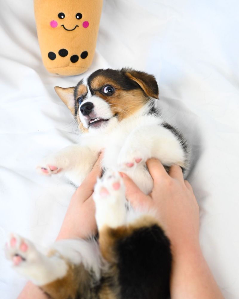 Belly-Up Begging
