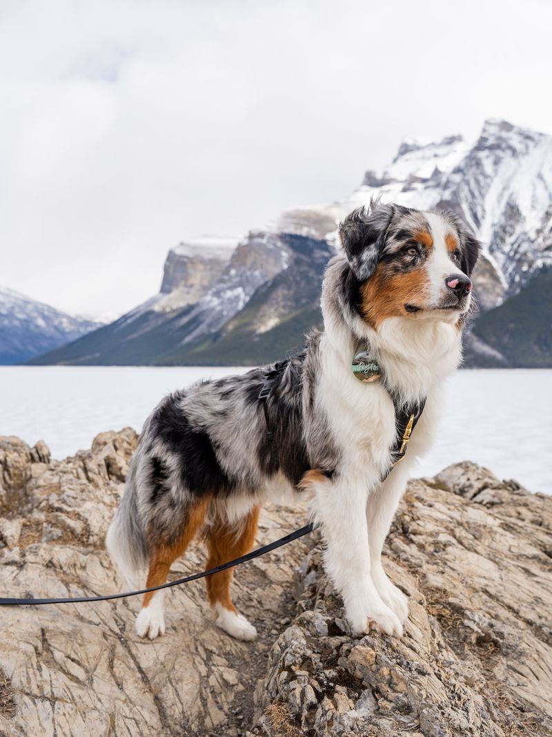 Australian Shepherd