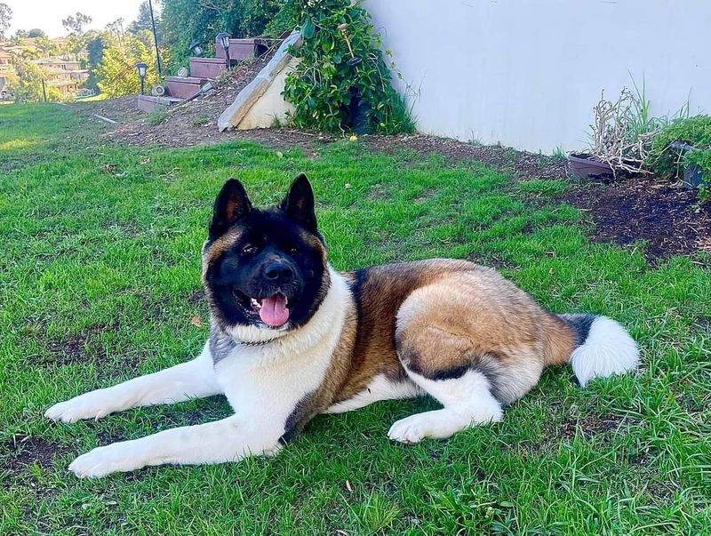 Akita