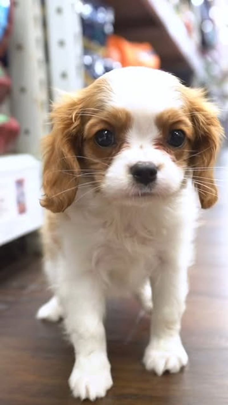 Cavalier King Charles Spaniel