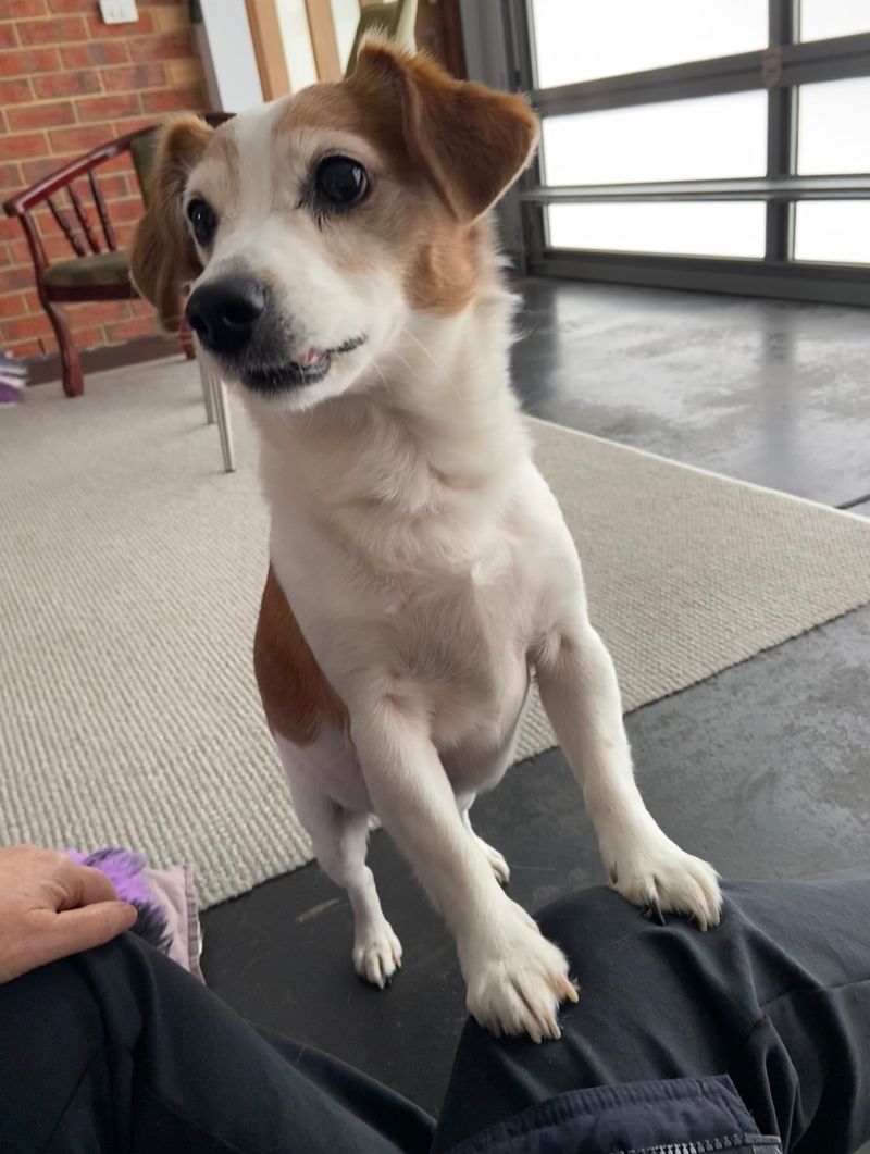 Jack Russell Terrier