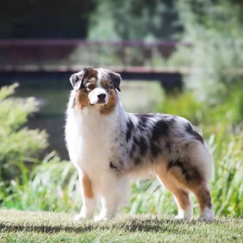Australian Shepherd
