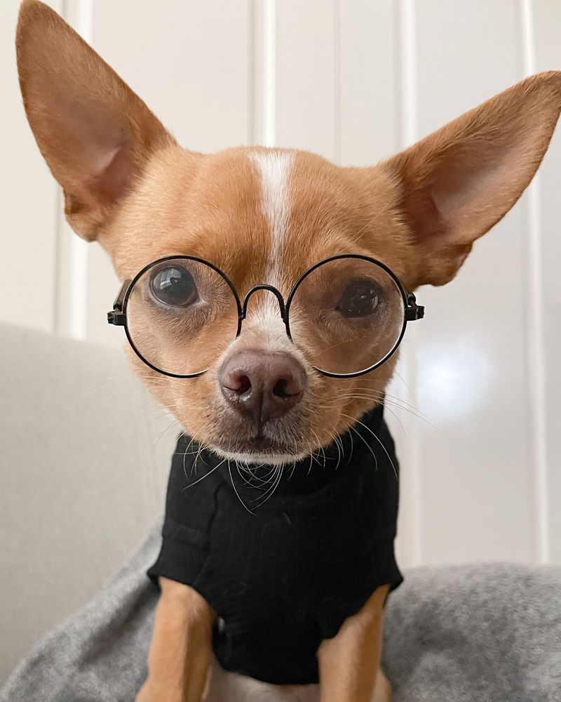 Chihuahua