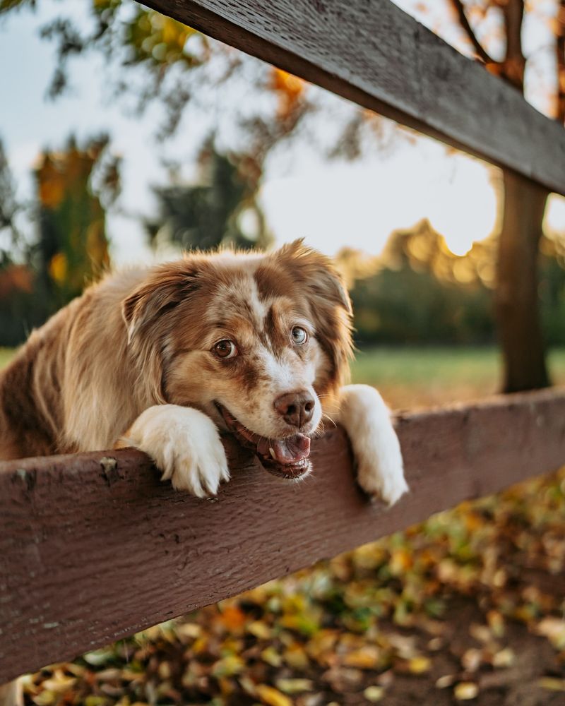 Australian Shepherd