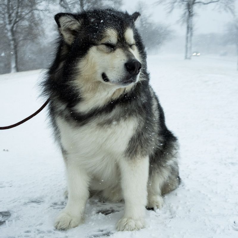 Alaskan Malamute