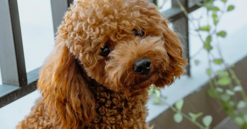 Poodle