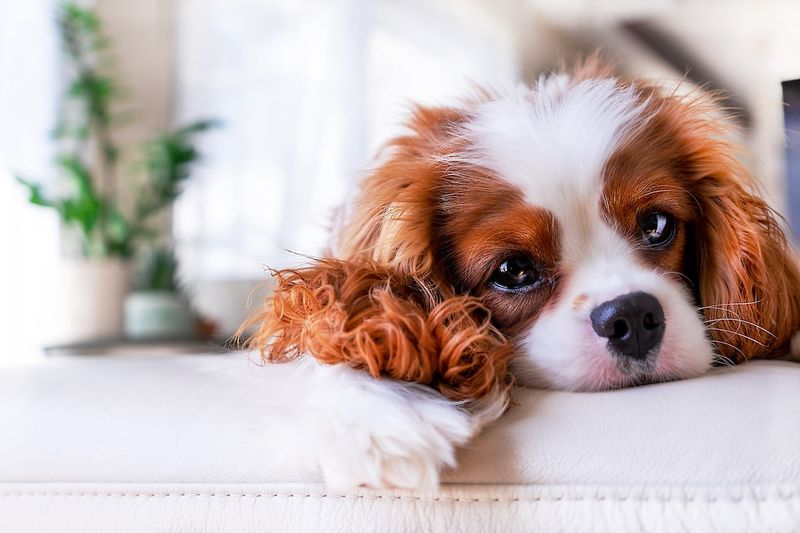 Cavalier King Charles Spaniel