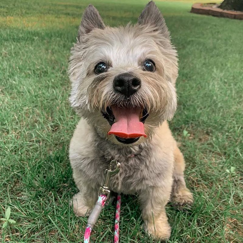 Cairn Terrier