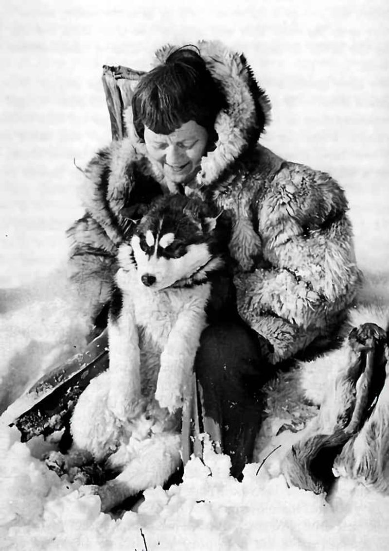 Alaskan Malamute
