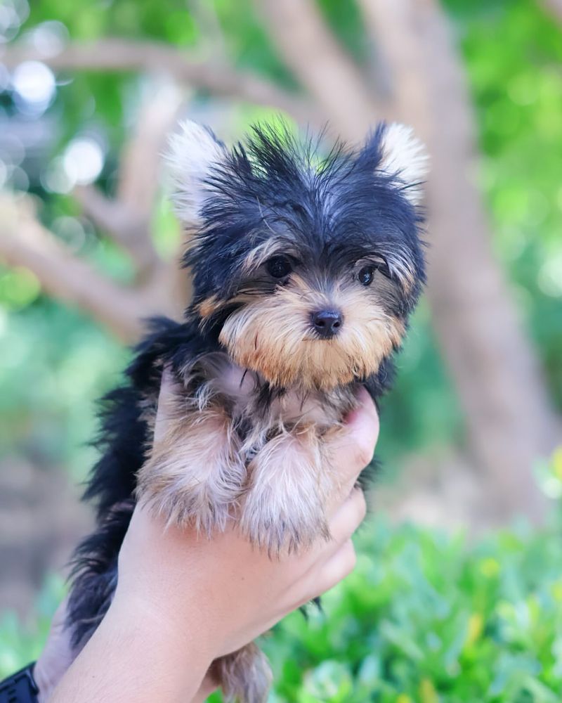 Yorkshire Terrier