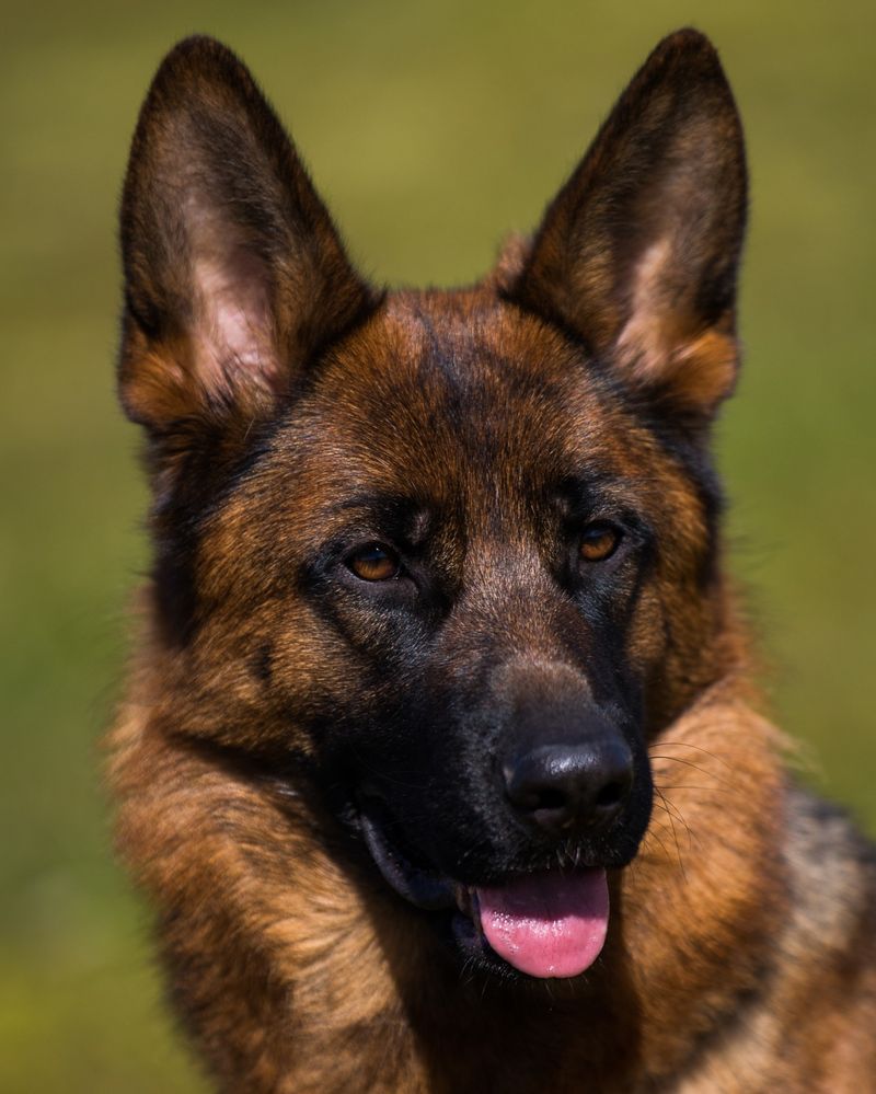 German Shepherd
