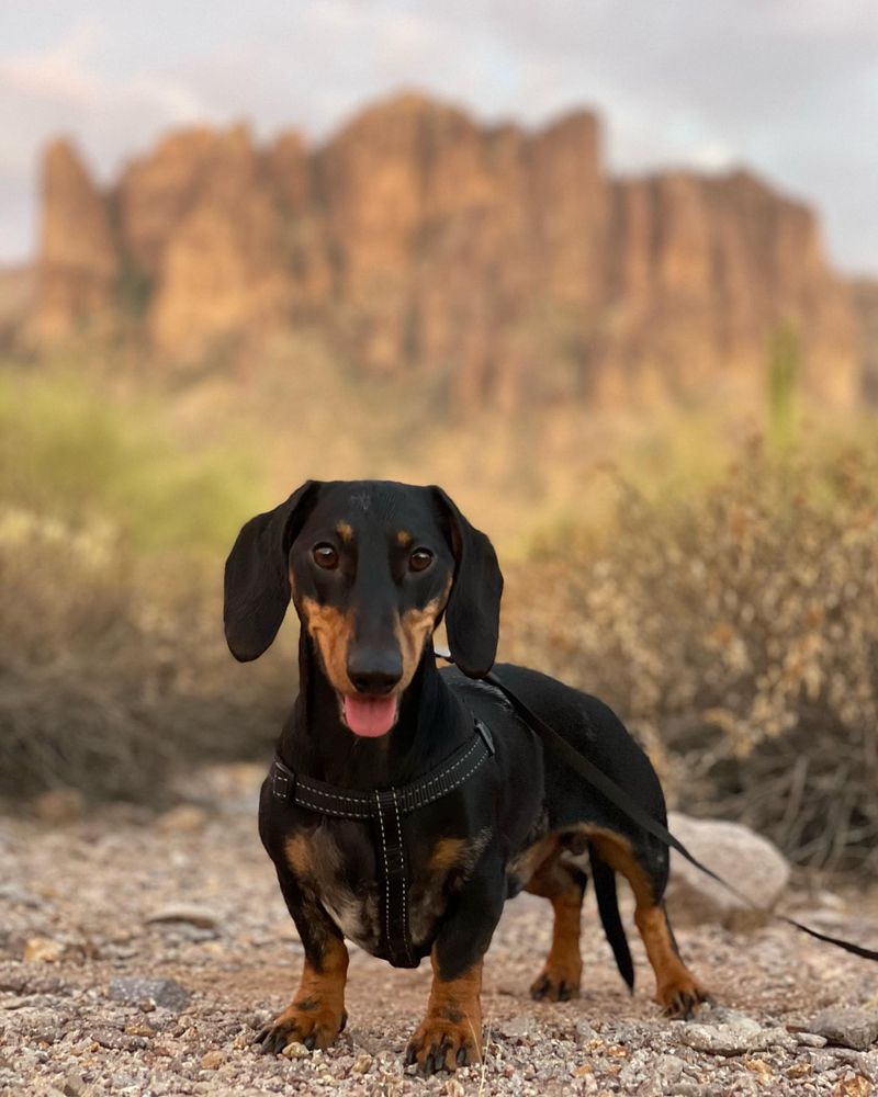 Dachshund