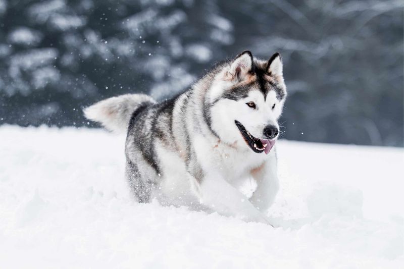 Alaskan Malamute