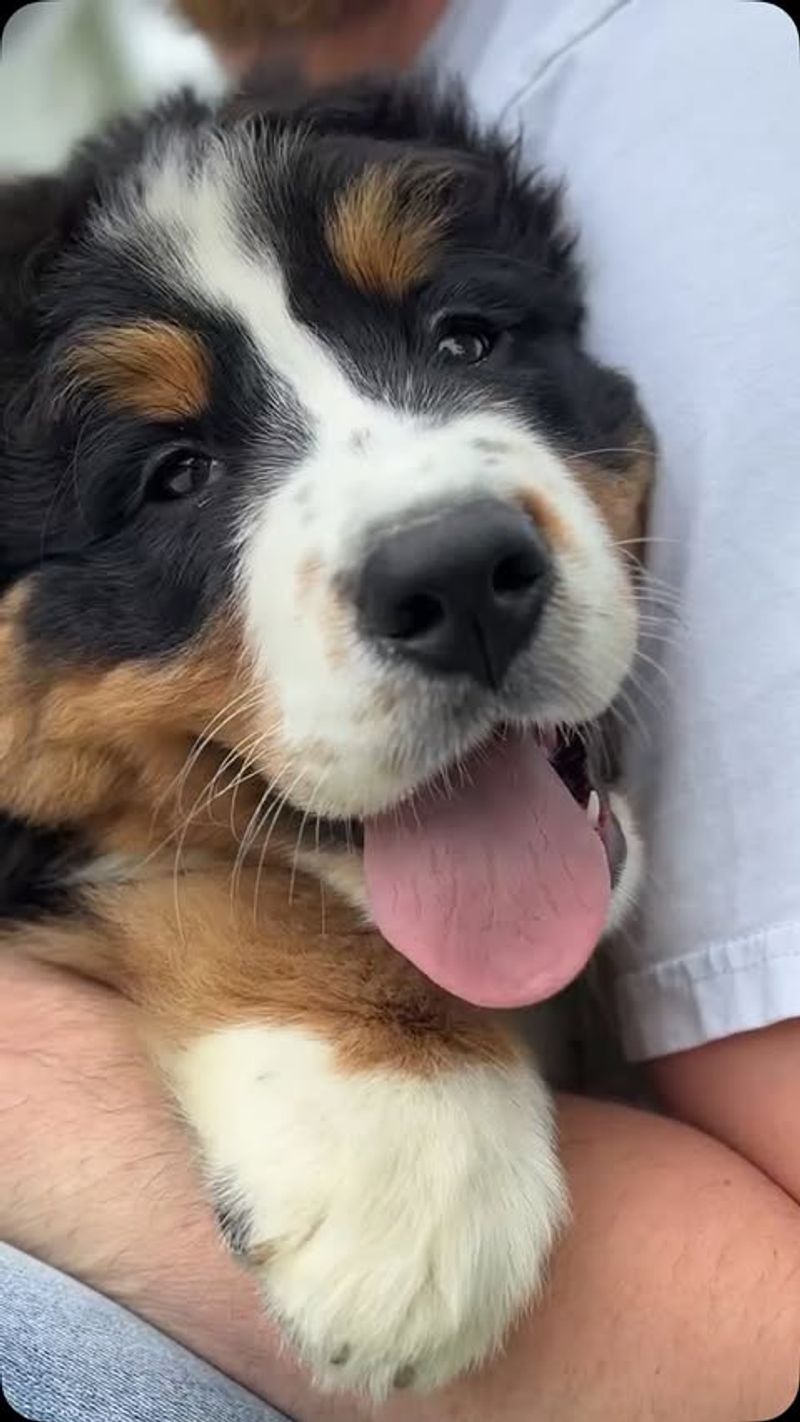 Bernese Mountain Dog