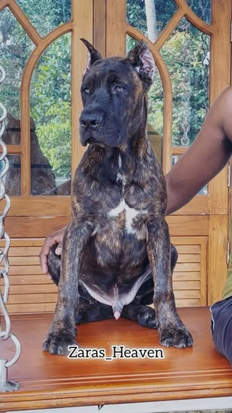 Presa Canario