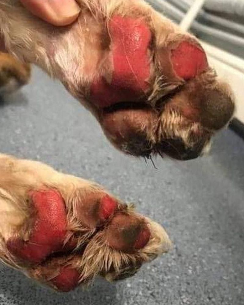 Signs Your Dog’s Paws Are in Trouble