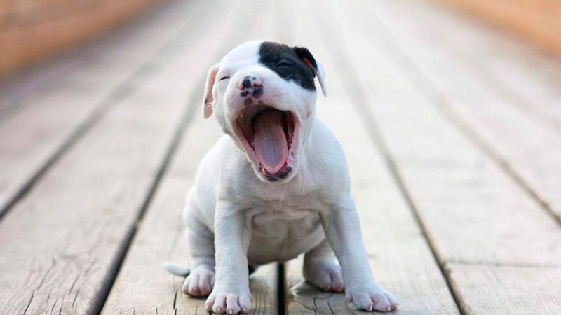 Yawning