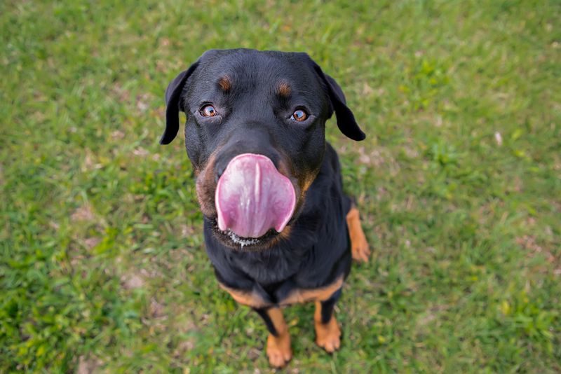 Licking Lips