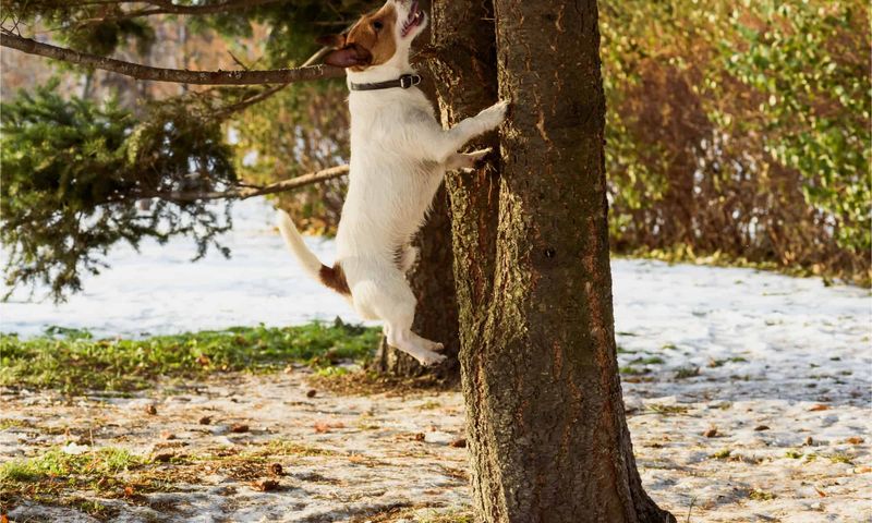 Chasing Squirrels