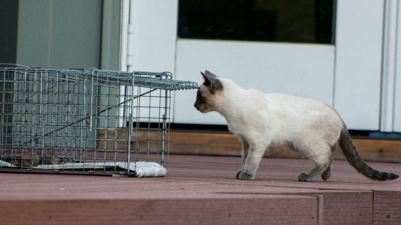 Engage in Trap-Neuter-Return Programs