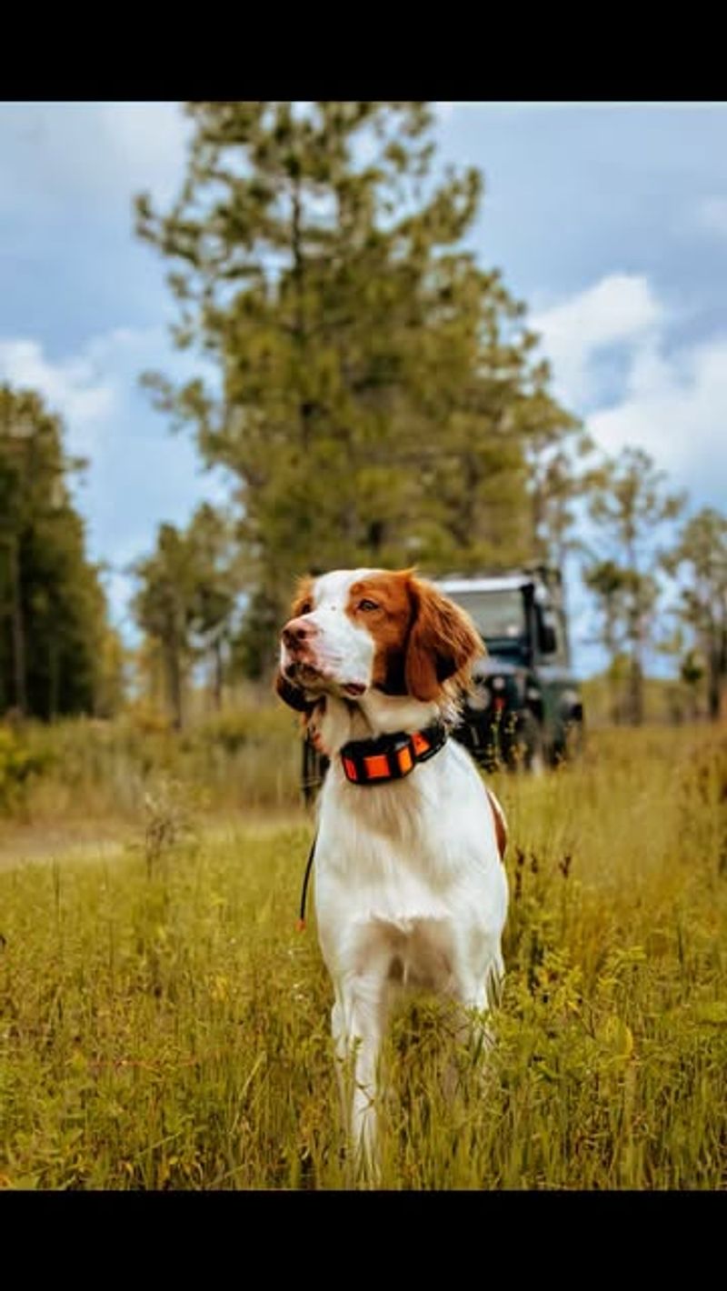 Brittany Spaniel