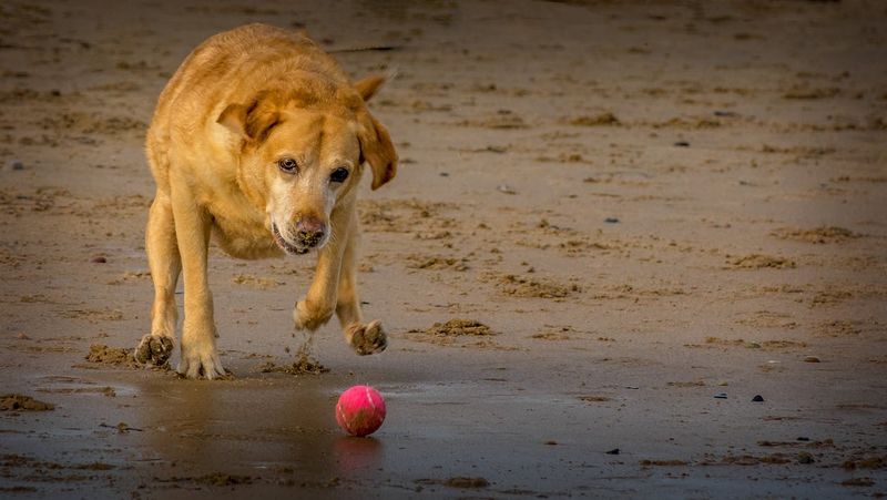 Fetch