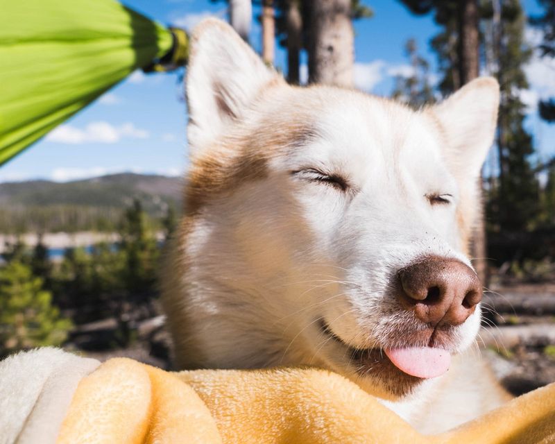 Still Want a Husky in Florida? Here’s What You Must Do