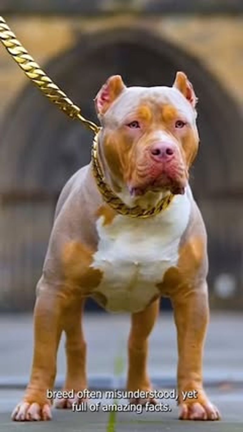 Pit Bull Terrier