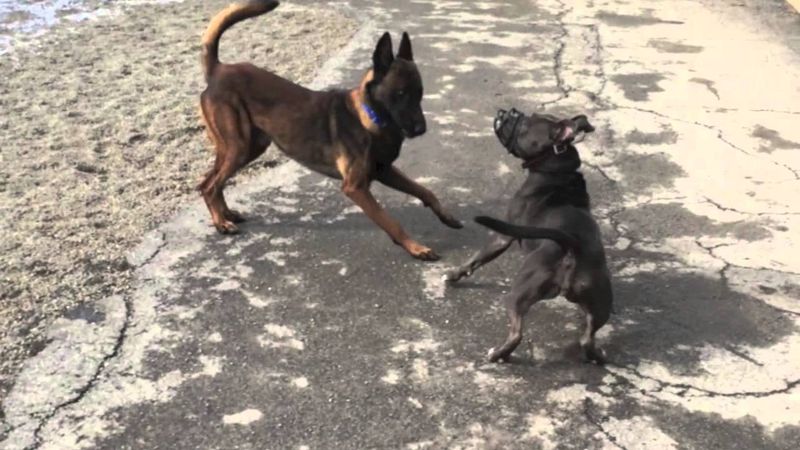 Aggression Towards Other Dogs